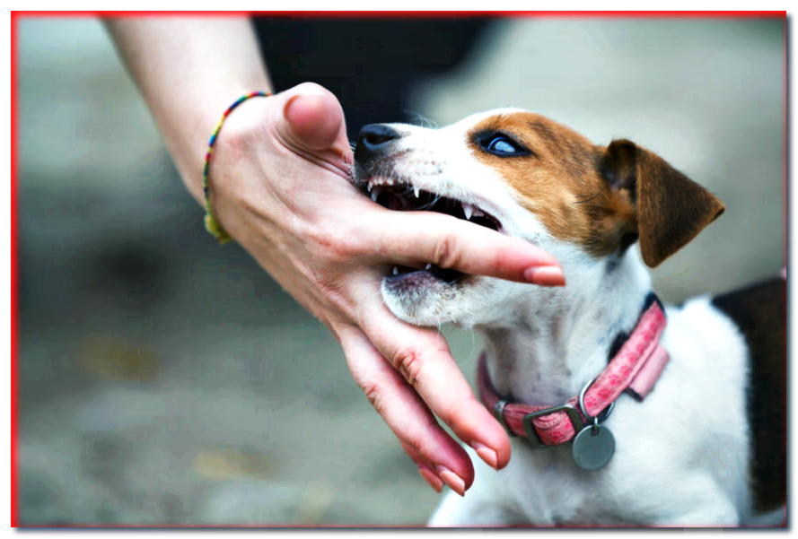 ¿Cómo evitar que un cachorro se muerda las manos? ¡Aprenda sobre métodos probados!