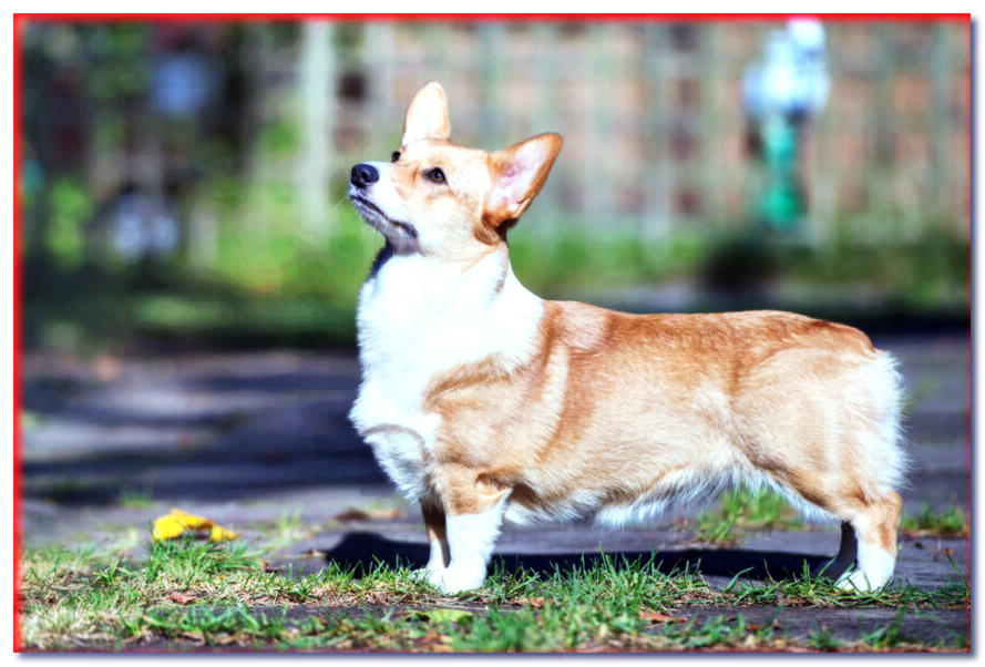 Welsh corgi pembroke - razas de perros - dogscap.com