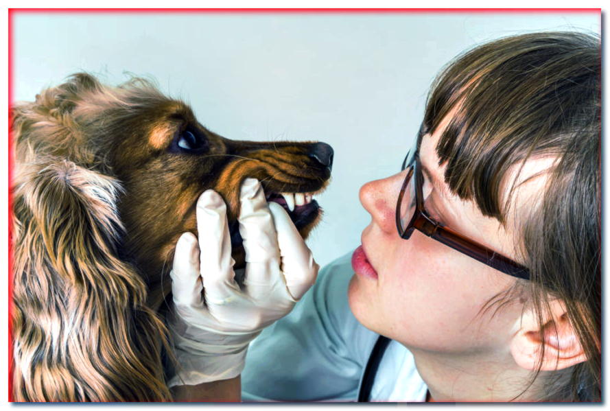 ¿Tu perro huele mal por la boca? ¡Mira lo que puedes hacer con él!