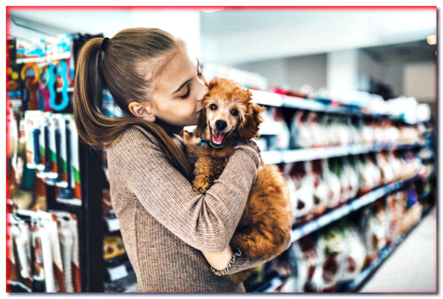 7 cosas que tú, como amante de los perros, no has comprado y ... ¡no deberías arrepentirte!