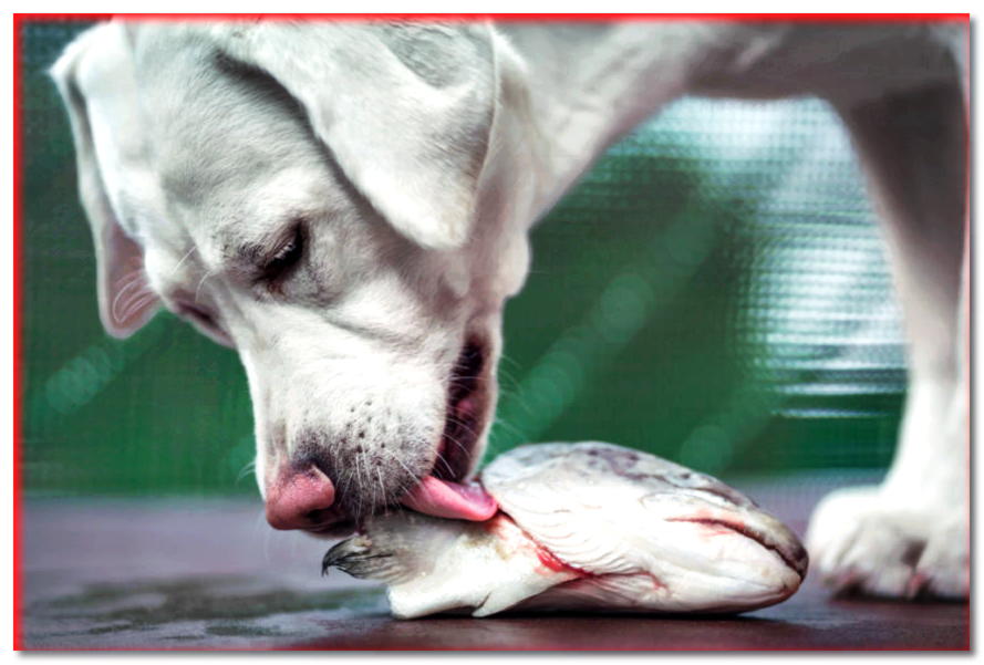 7 cosas que debes saber sobre los perros de pesca