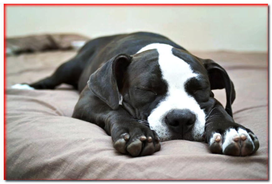 ¿Puede un perro sufrir de insomnio?