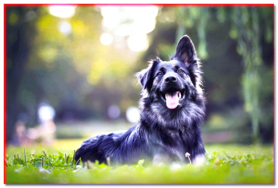 20 formas de hacer que su perro sea educado, hermoso y saludable (1)