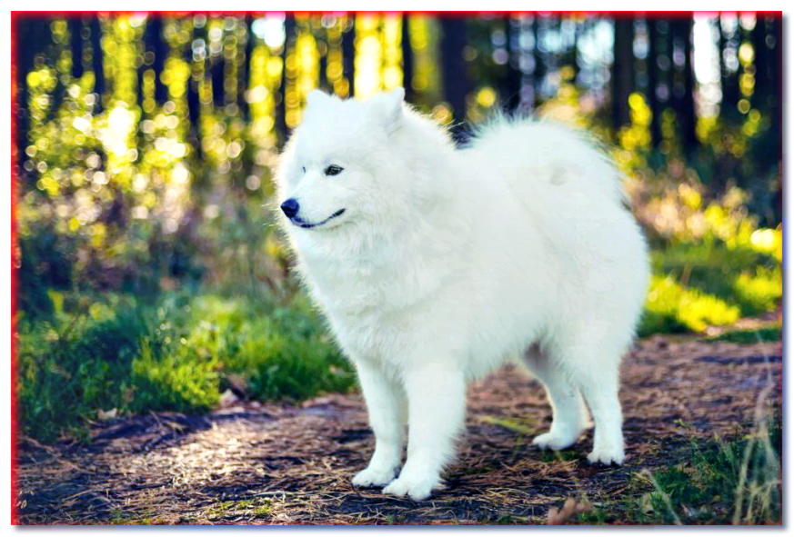 ¿Cómo cuidar el pelaje de un perro blanco o con manchas?
