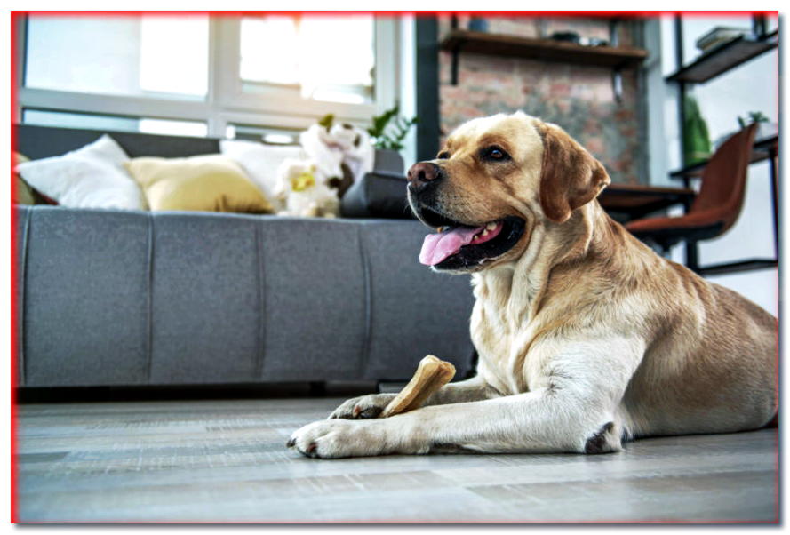 ¿Es su hogar seguro para su perro? ¡Aquí hay 7 consejos útiles!