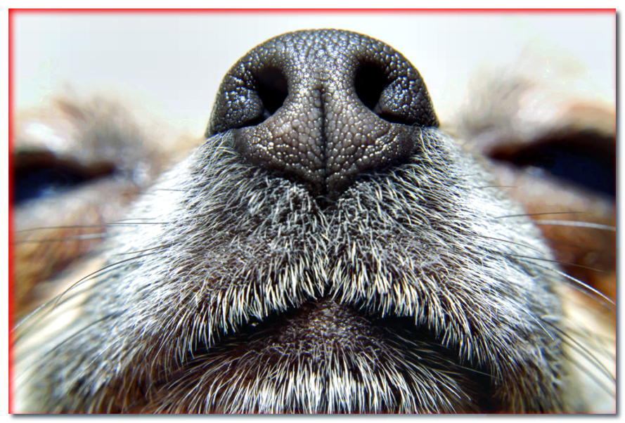 ¿Cómo hacer una esterilla olfativa para un perro?
