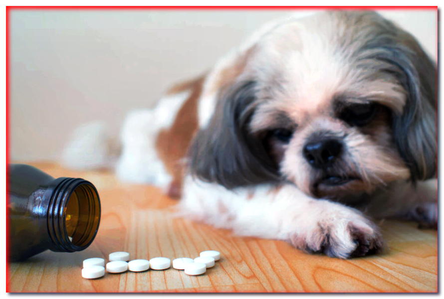 Medicamentos para humanos para perros. ¿Qué medicamentos de nuestro botiquín de primeros auxilios puedo dar a los perros?