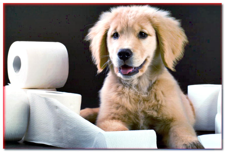 ¿Todavía tienes rollos de papel higiénico? ¡Sabemos cómo usarlos para jugar con tu perro!