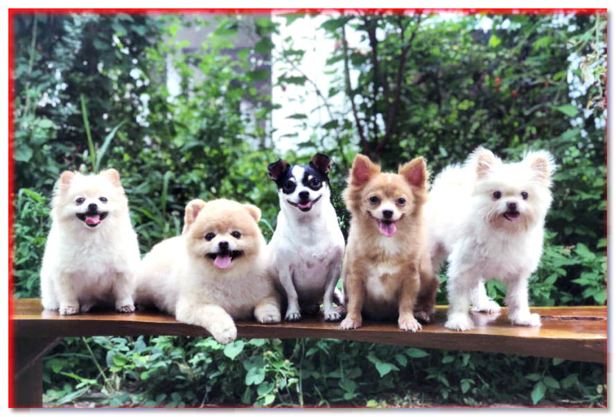 Top 15: Las razas de perros pequeños más populares