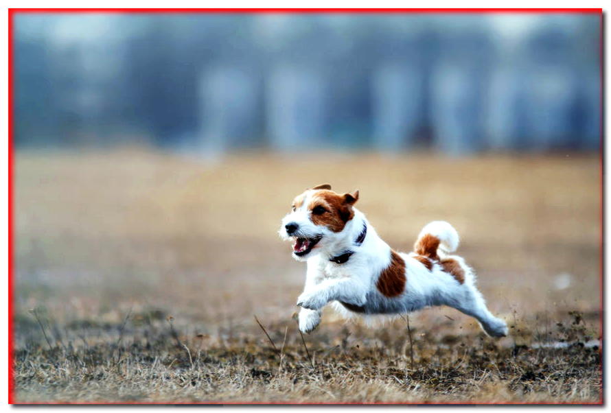 ¿Por qué tu perro se escapa cuando lo llamas? ¡Conocemos 5 razones! - dogscap.com