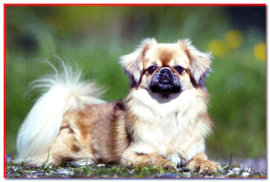 Spaniel tibetano (Tibbi) - razas de perros - dogscap.com