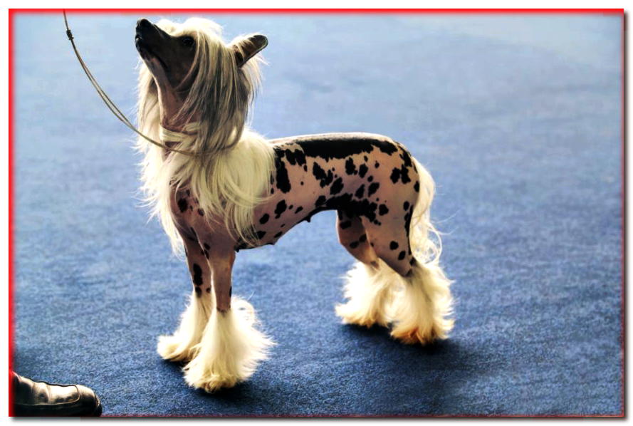 Perro crestado chino - perro de compañía - portal dogscap.com