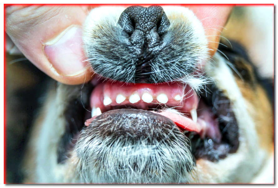 Reemplazo de los dientes de un perro. ¿Qué es normal y qué debería preocuparnos?