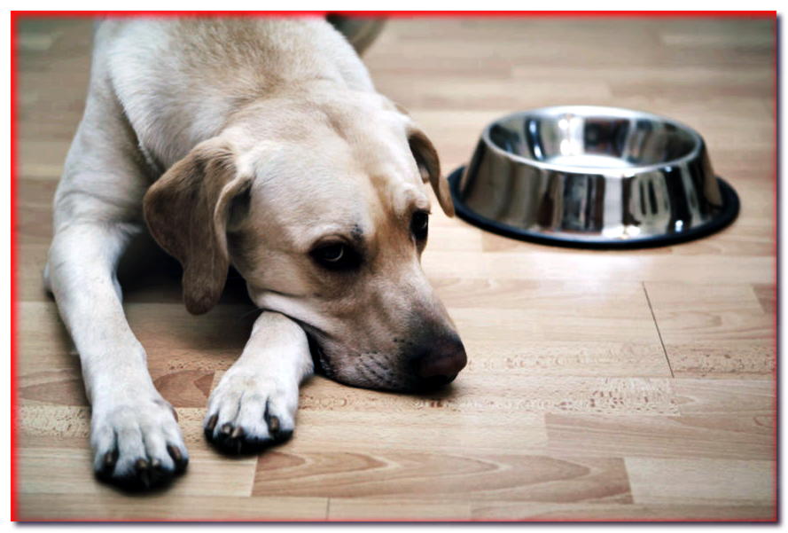 ¿Qué regalarle a un perro por la diarrea? Maneras probadas para problemas intestinales