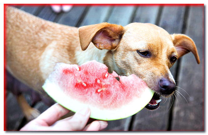 ¿Qué frutas y verduras puede comer un perro?