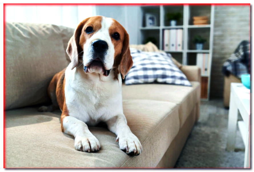 ¿Cómo evitar que tu perro se siente en el sofá?