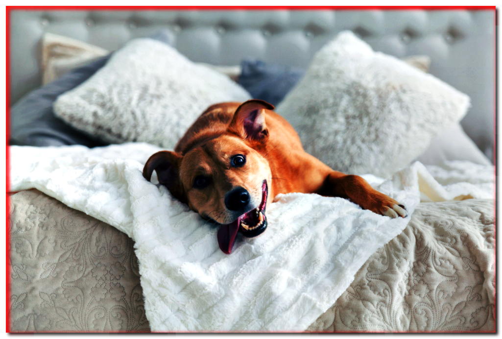 ¿Cómo destetar a un perro de dormir en la cama? ¡Tenemos formas de hacerlo! - dogscap.com