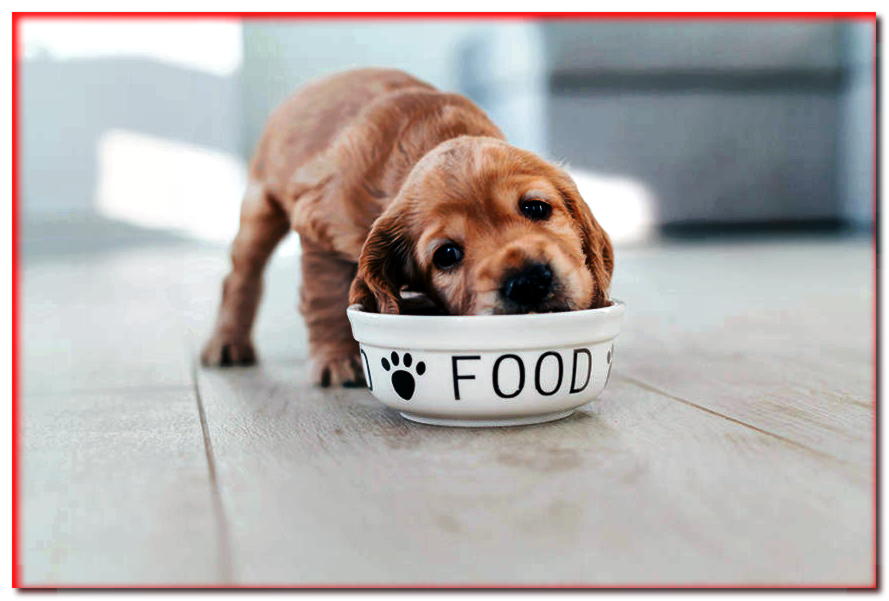 La dieta adecuada para su perro: ¿qué necesita saber sobre las grasas?