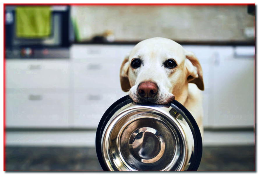 Composición de la comida para perros y prevención dietética.