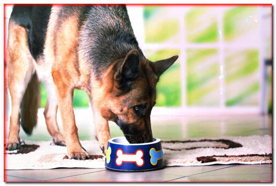 Alimentar a un perro anciano: ¿cómo cuidar lo que termina en su cuenco?