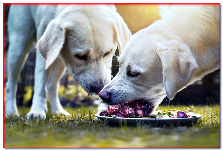 ¿Comida húmeda o seca? ¡Mirando en qué se diferencian realmente estos productos! - dogscap.com