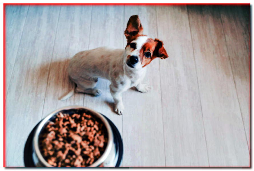 ¿Cómo elegir la mejor comida para perros? ¡5 cosas a tener en cuenta!