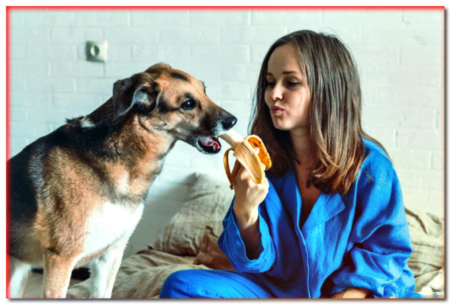 Plátanos para perros. ¿Pueden los perros comer plátanos?