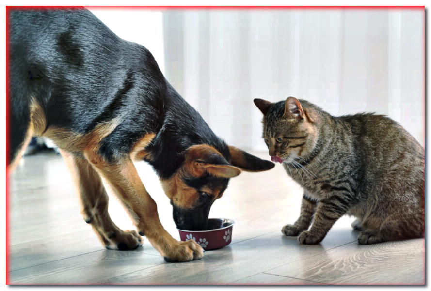 3 razones por las que tu perro no debería compartir comida con un gato