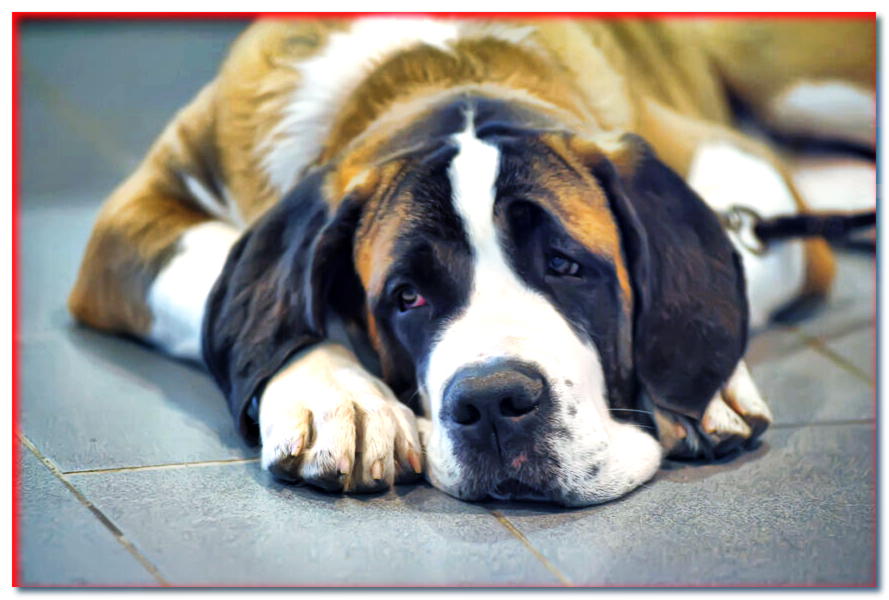 ¿Cómo animar a un perro triste? ¡5 formas confiables!