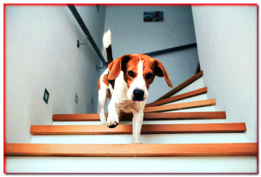 ¿Tu perro le tiene miedo a las escaleras? ¡Comprueba cómo convencerlo!