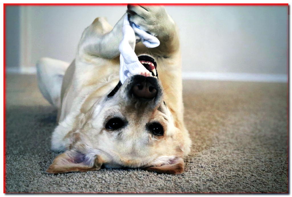 ¿Tu perro come cosas raras? ¡Quizás el síndrome del pico! - dogscap.com
