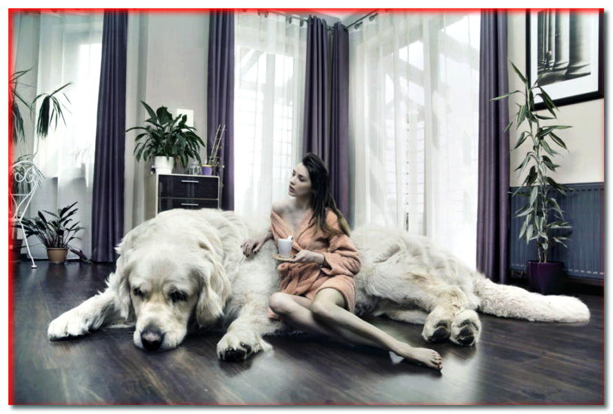 El perro es XXL. ¿Cómo es vivir con un perro grande? - dogscap.com