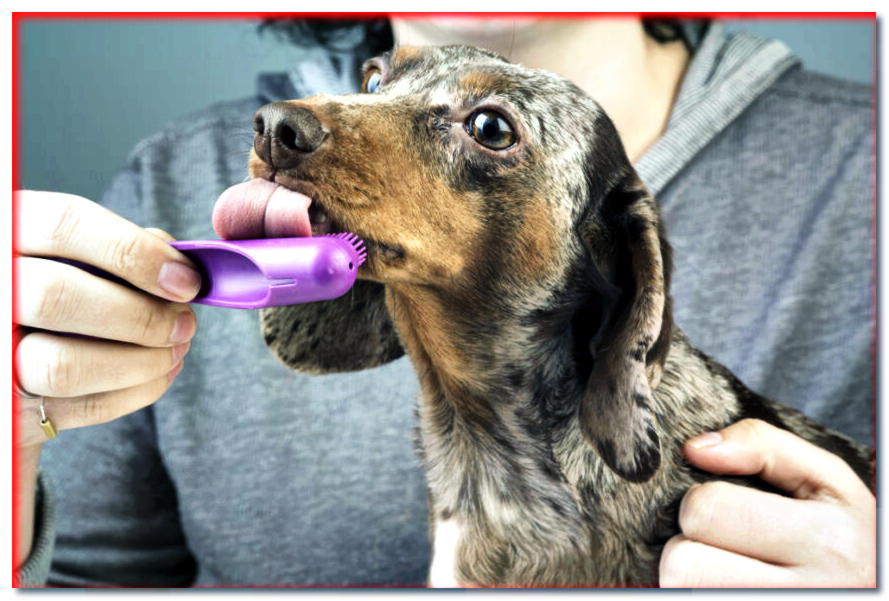 ¿Cómo hacer pasta de dientes casera para perros? ¡Aquí están las recetas!