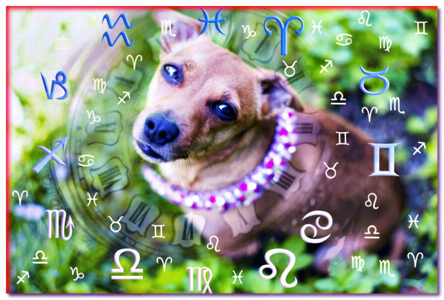 Psiastrología. ¿Qué dice su signo zodiacal sobre tu perro?