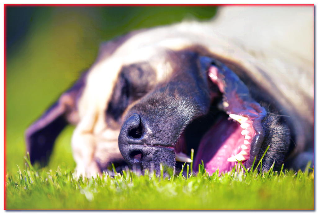 ¿Sabes cómo se ven los signos de insolación en un perro? ¡Aprenda a reconocerlos!