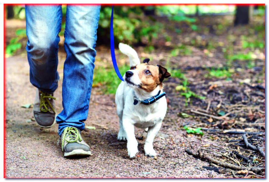 ¡Caminar con correa es un trabajo en equipo! ¿Cómo NO ESTÁ PROHIBIDO pasear al perro con correa?