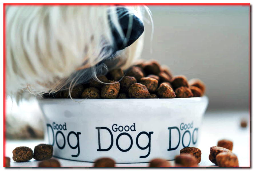 ¿Sabes cuántas veces al día alimentar a tu perro? ¡Infórmese sobre el horario de comidas!