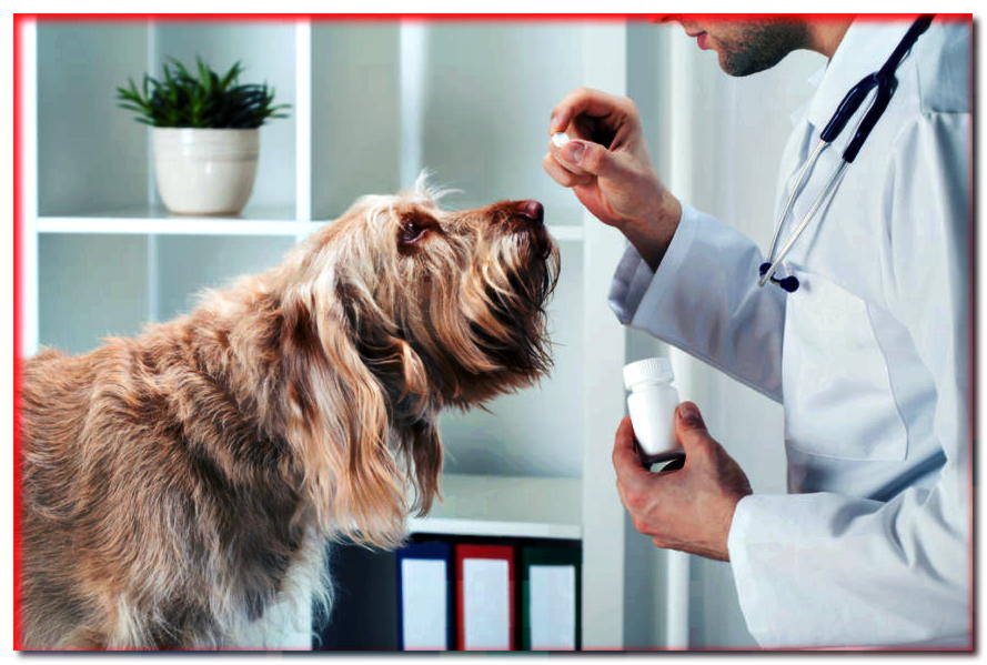 Si no es el coronavirus, ¿entonces qué? ¡Puedes contraer estas enfermedades zoonóticas de tu perro!