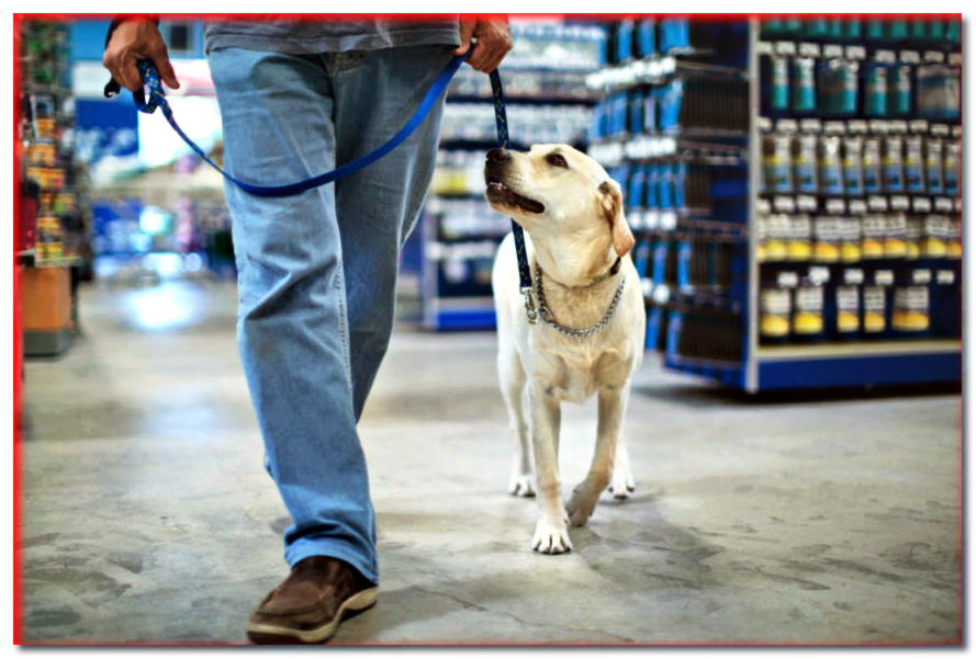 En Opole, llevará a su mascota de compras. ¡Se admiten perros en los centros comerciales!