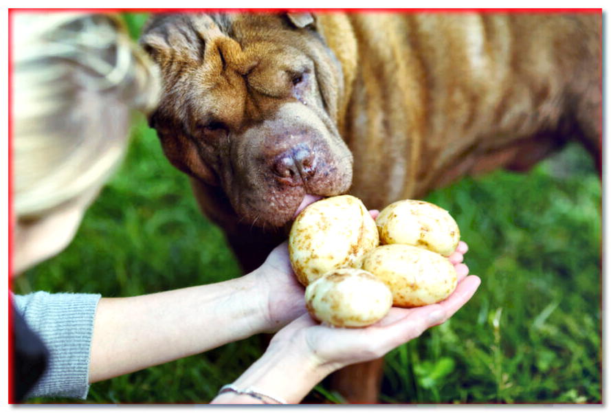 Patatas para perro. ¿Puede un perro comer patatas?
