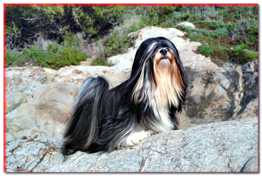 ¿Qué caracteriza al perro Lhasa Apso? ¿Cómo solucionar esto?