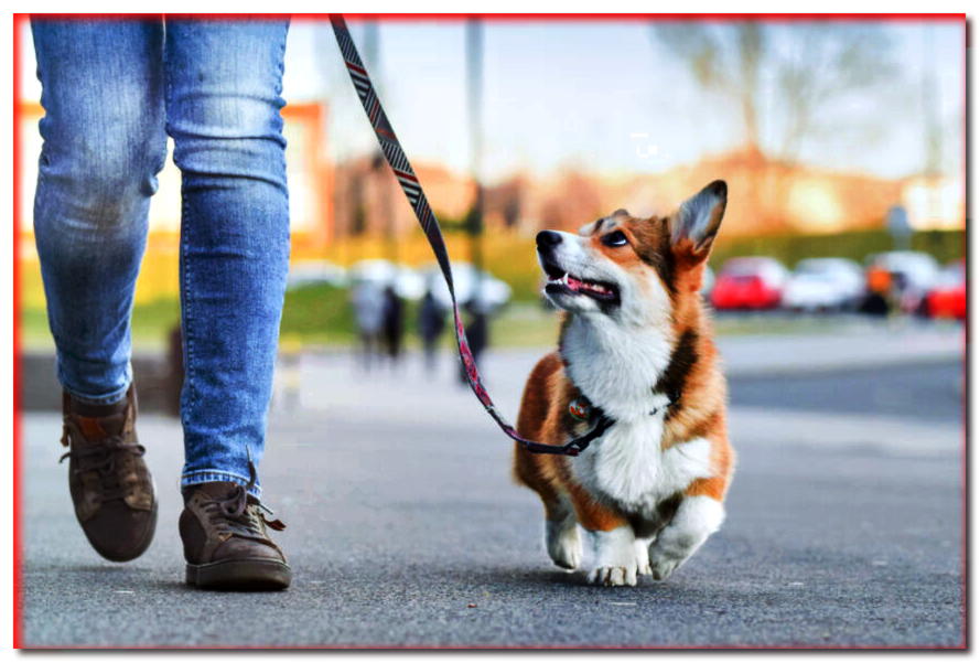 ¿El asfalto largo es perjudicial para la salud de tu mascota?