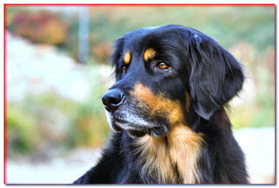 ¿Cuáles son las reglas para tener un perro en propiedad conjunta de un Kennel Club polaco?