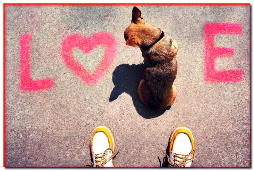 ¿Tu perro te ama? ¡Echa un vistazo a 10 signos de amor a los perros!