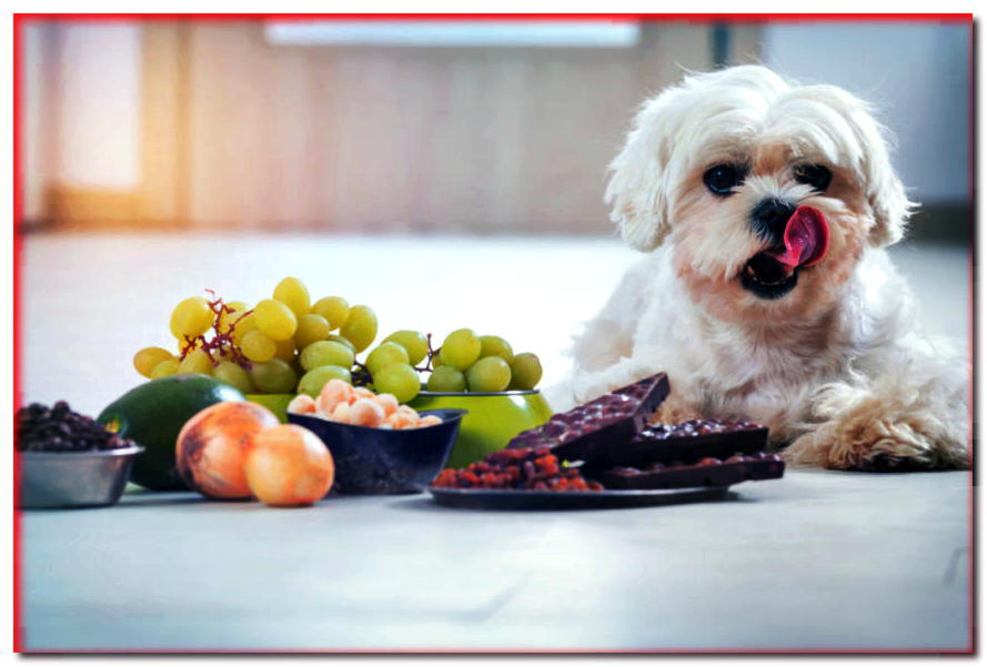 ¿Qué alimentos no se deben servir a un perro? ¡Le recomendamos! - dogscap.com