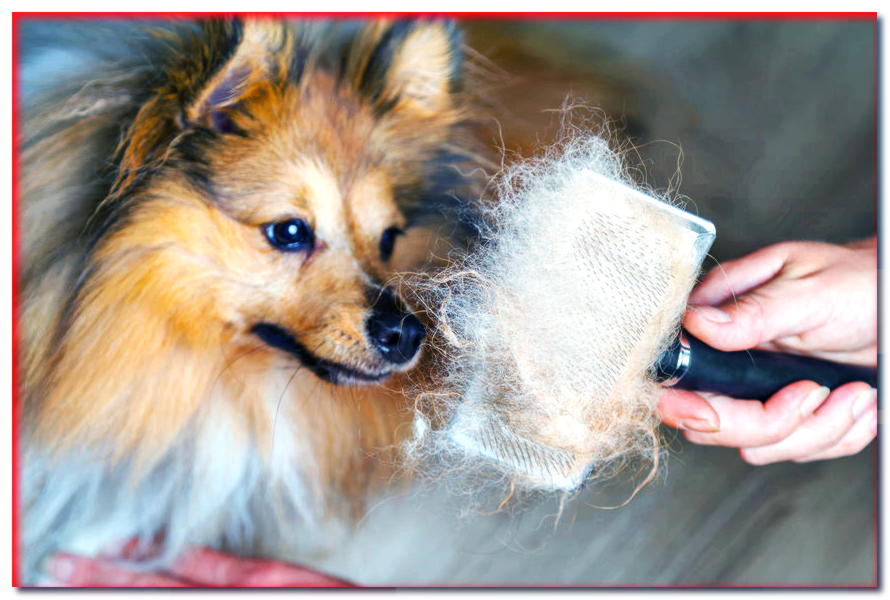 ¿Cómo puedo cuidar el pelaje de mi perro durante la muda?