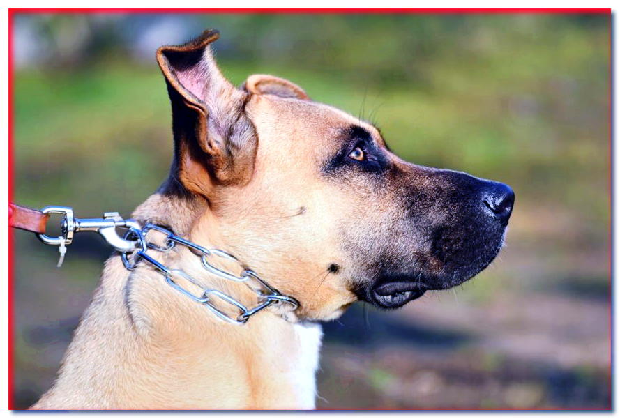 Collar de perro: ¿bueno o malo? - dogscap.com