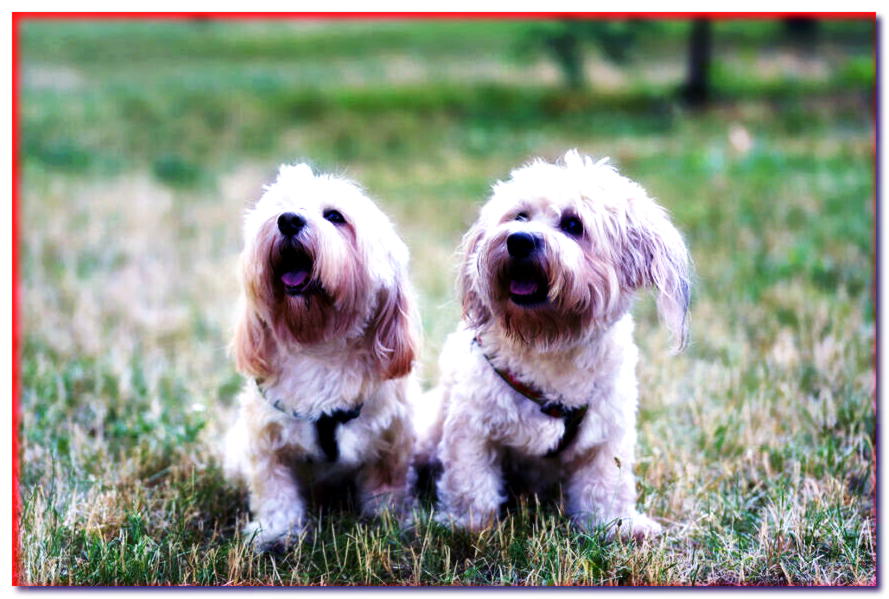 Boloon - razas de perros - dogscap.com