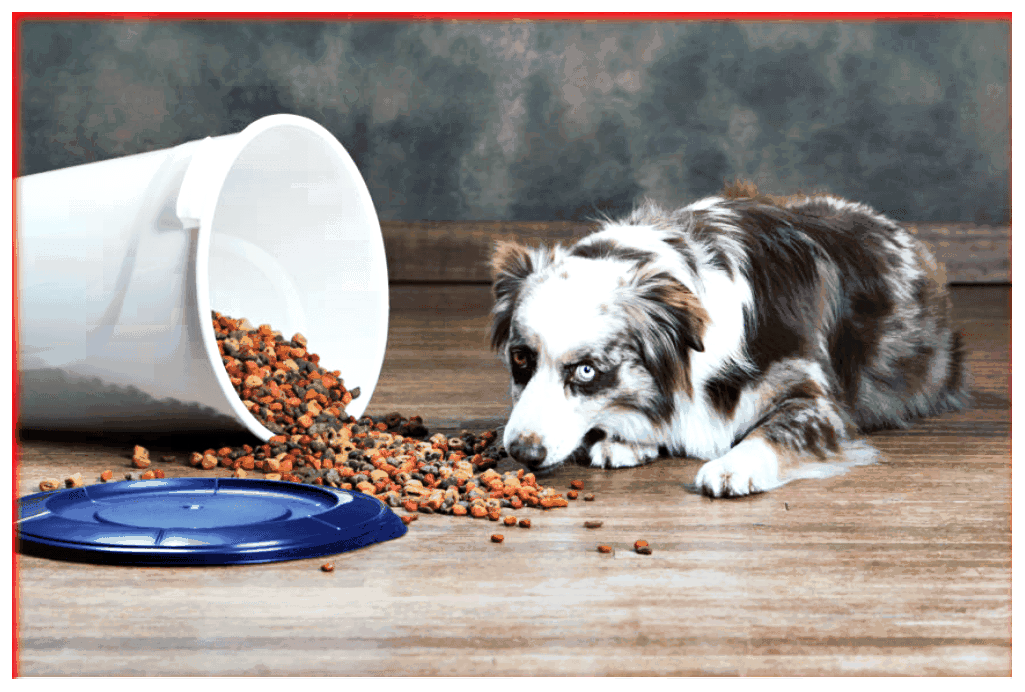 ¿Tu perro no come? ¡Quizás cometas ESTOS ERRORES y almacenas mal karma! - dogscap.com