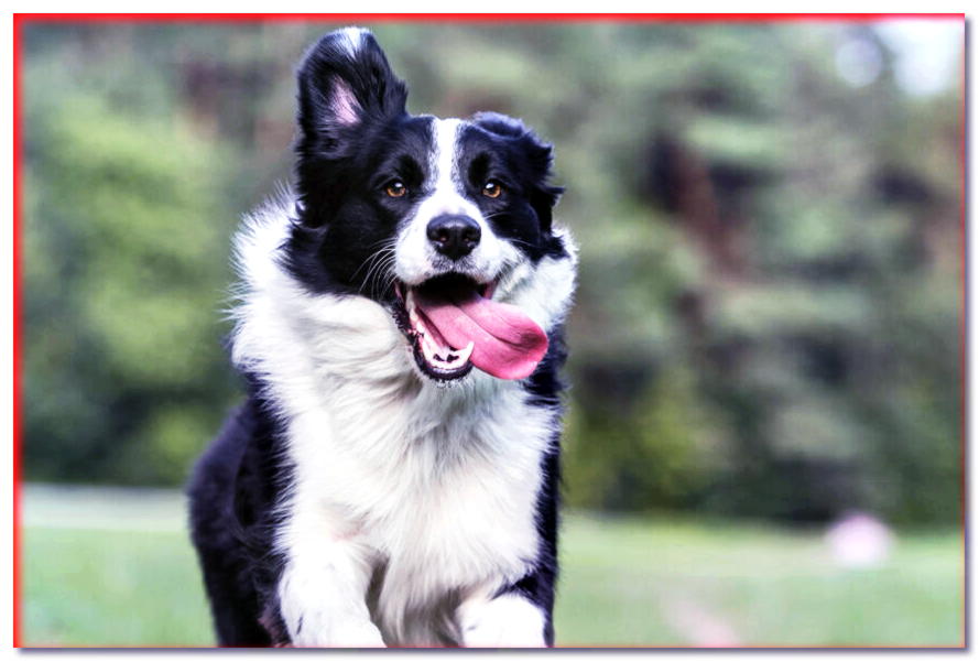 ¡Consejos para los amantes de los perros! ¿Cómo entrenar a un perro a perseguir?